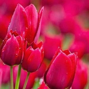 Meet your Posher, Dorthy